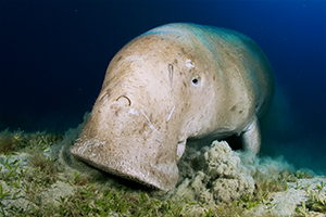 Dugong dugon